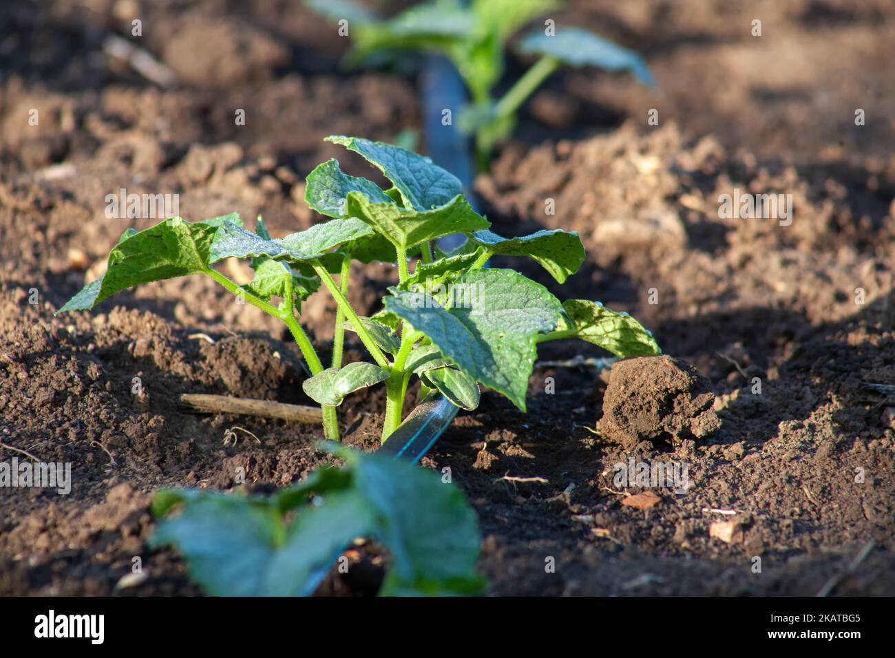 Giovani piante di cetriolo crescono sul terreno sotto irrigazione a goccia. Foto Stock