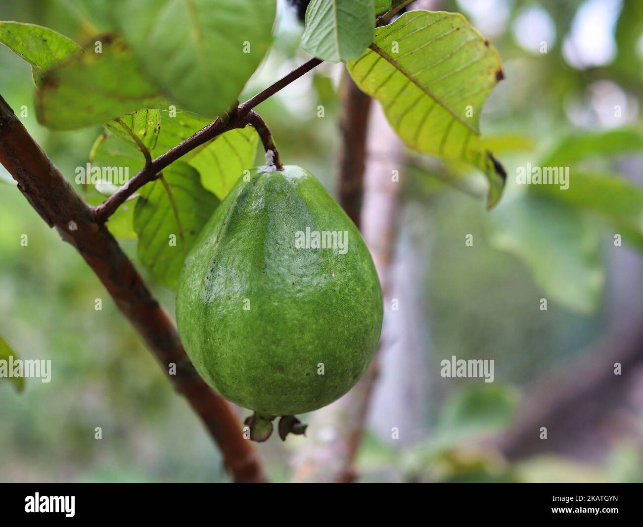 Albero di guava Vietnam Psidium guajava Foto Stock