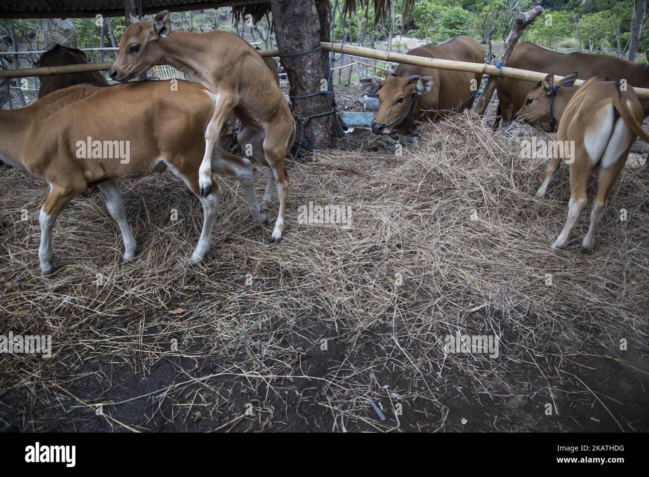 Tulamben, Karang ASEM, Bali 29 novembre 2017 : nonostante l'eruzione del monte agung, molti agricoltori insistono ancora per rimanere al loro posto, per nutrire le loro mucche come principale fonte di reddito. Agricoltori di Tulamben su l'esempio di agricoltori che insistono per rimanere nella loro posizione. (Foto di Donal Husni/NurPhoto) Foto Stock