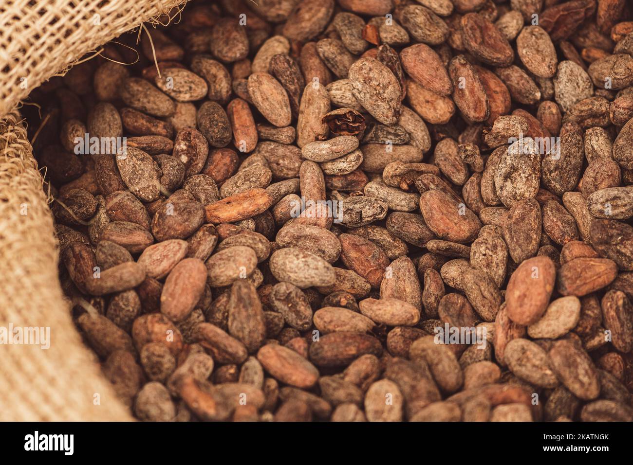 Fagioli arrosto o semi di cacao di Theobroma o cacao in un sacco di iuta, primo piano Foto Stock