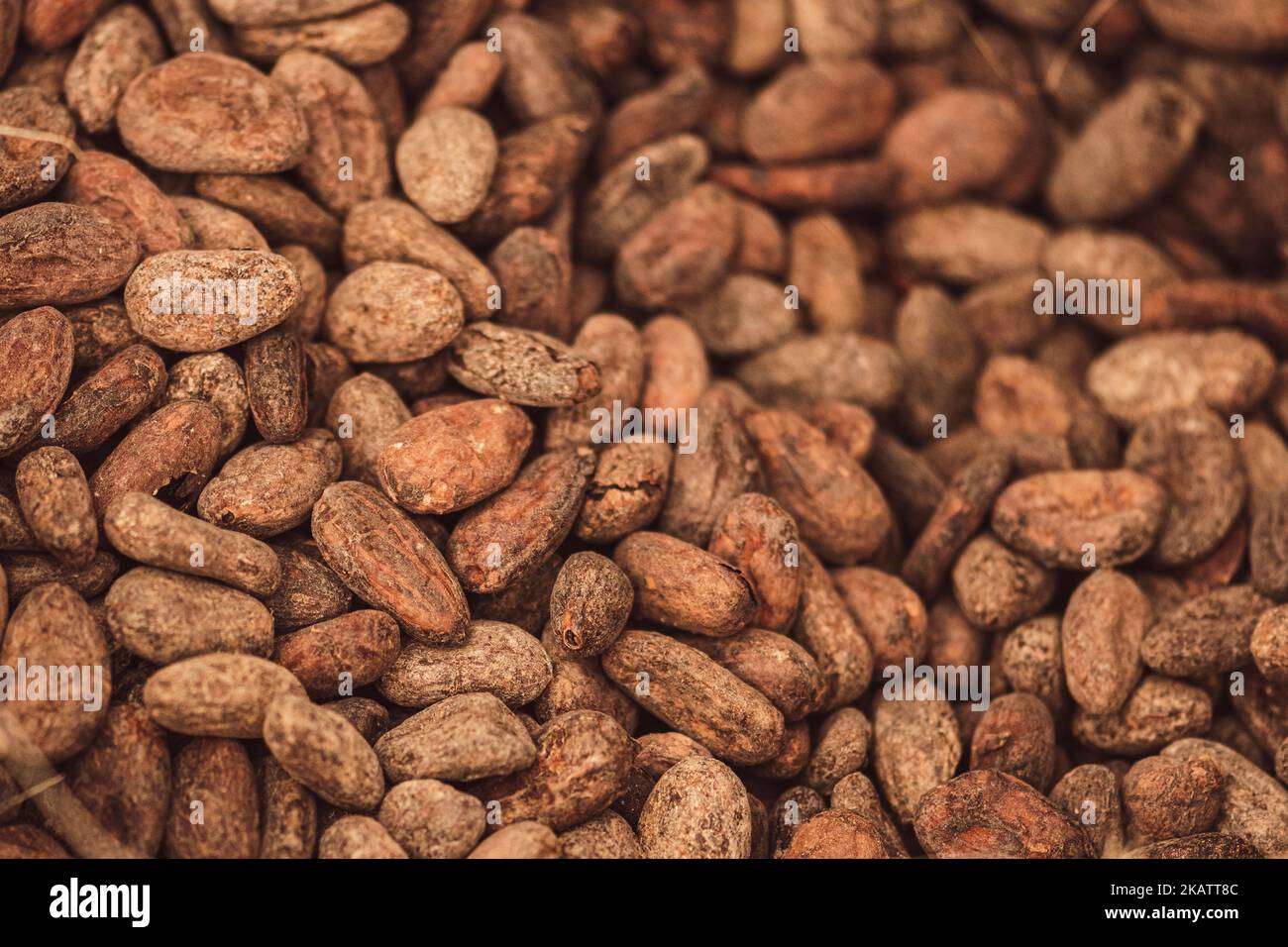 Fagioli arrosto o semi di cacao di Theobroma o cacao in un sacco di iuta, primo piano Foto Stock