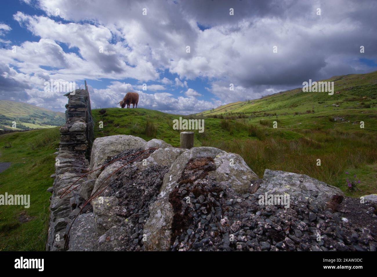 Highaland Cow, bestiame in campo vicino passo Kirkstone con muro di pietra a secco, Lake District, Cumbria. Foto Stock