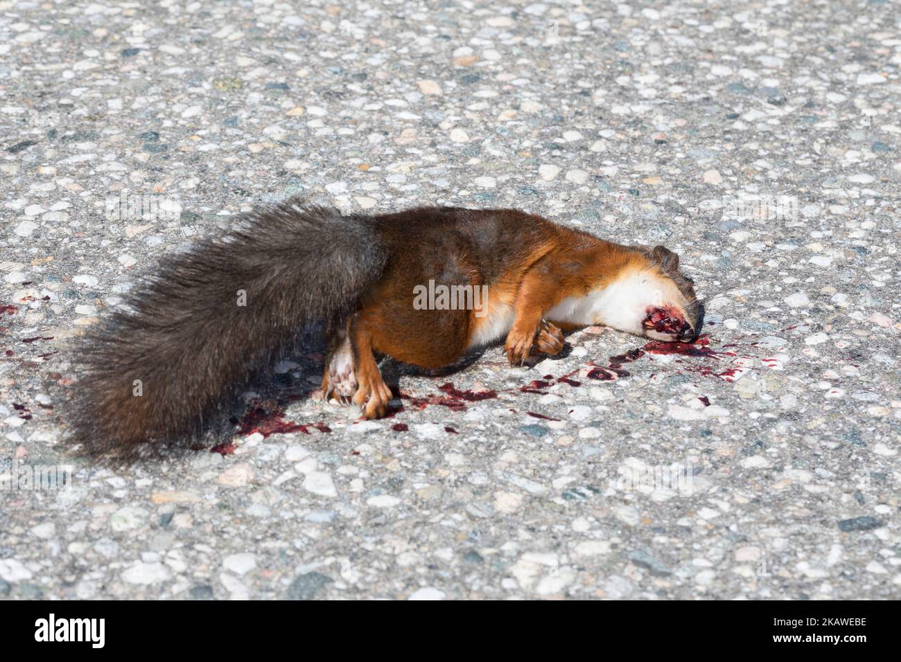 Eichhörnchen, tot auf der Staße liegend, von Auto überfahren, Straßentod, Verkehrsopfer, Europäisches Eichhörnchen, Eurasisches Eichhörnchen, Sciurus Foto Stock