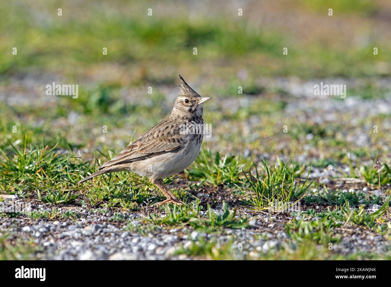Larice crestato (Galerida cristata / Alauda cristata) foraggio in prateria Foto Stock