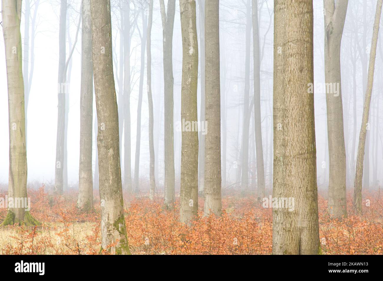 Faggi europei / faggi comuni (Fagus sylvatica), tronchi di alberi in foresta coperta di prima mattina nebbia in inverno Foto Stock