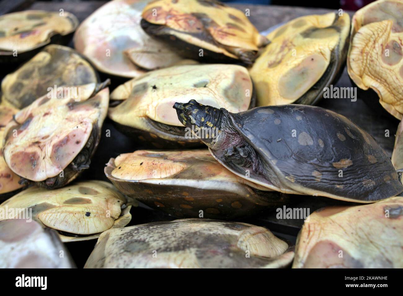 Wildlife Crime Control Unit of Forest Department and the Rapid Action Battaglione prendere sei maund di rare specie di tartaruga durante un viaggio congiunto a Shankharibazar a Dacca il 23 febbraio (Foto di Sony Ramany/NurPhoto) Foto Stock