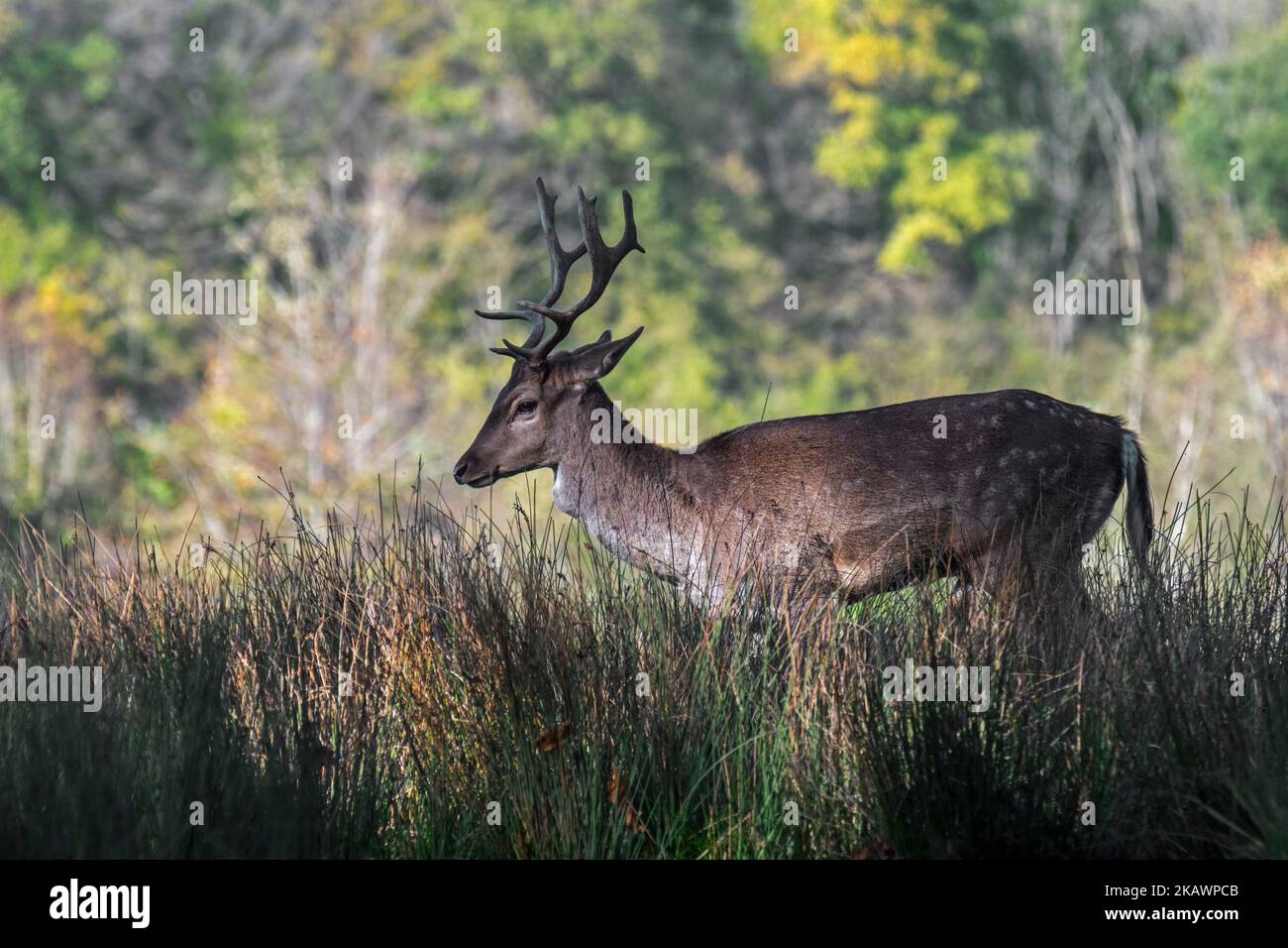 Capriolo europeo (Dama dama) giovane buck / maschio con piccole corna al bordo della foresta durante la solca autunnale nel mese di ottobre Foto Stock