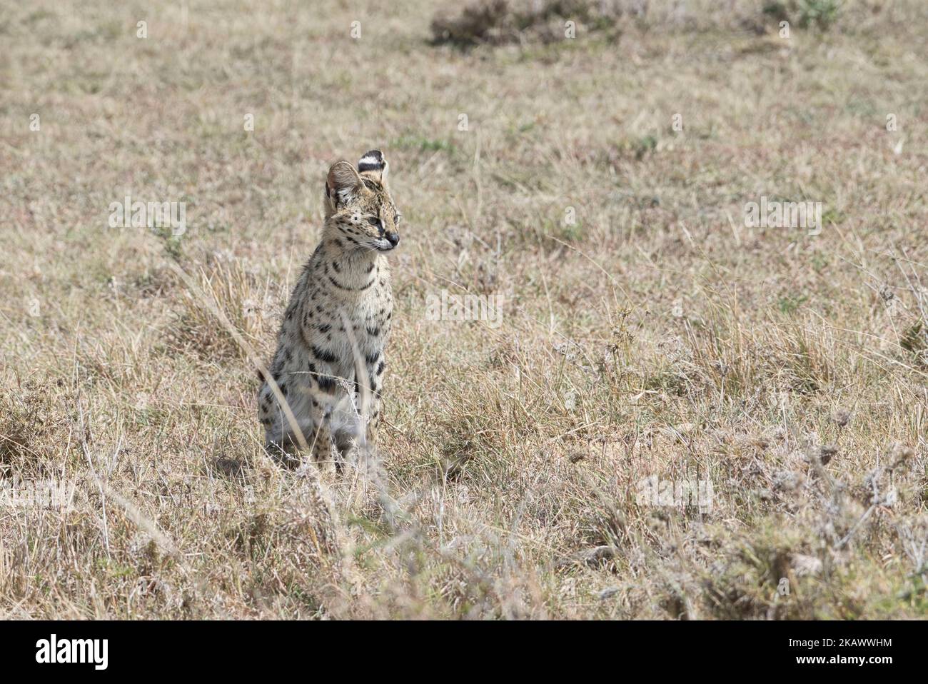 Serval Cat (Felis serval) seduto nella savana aperta di buon giorno Foto Stock