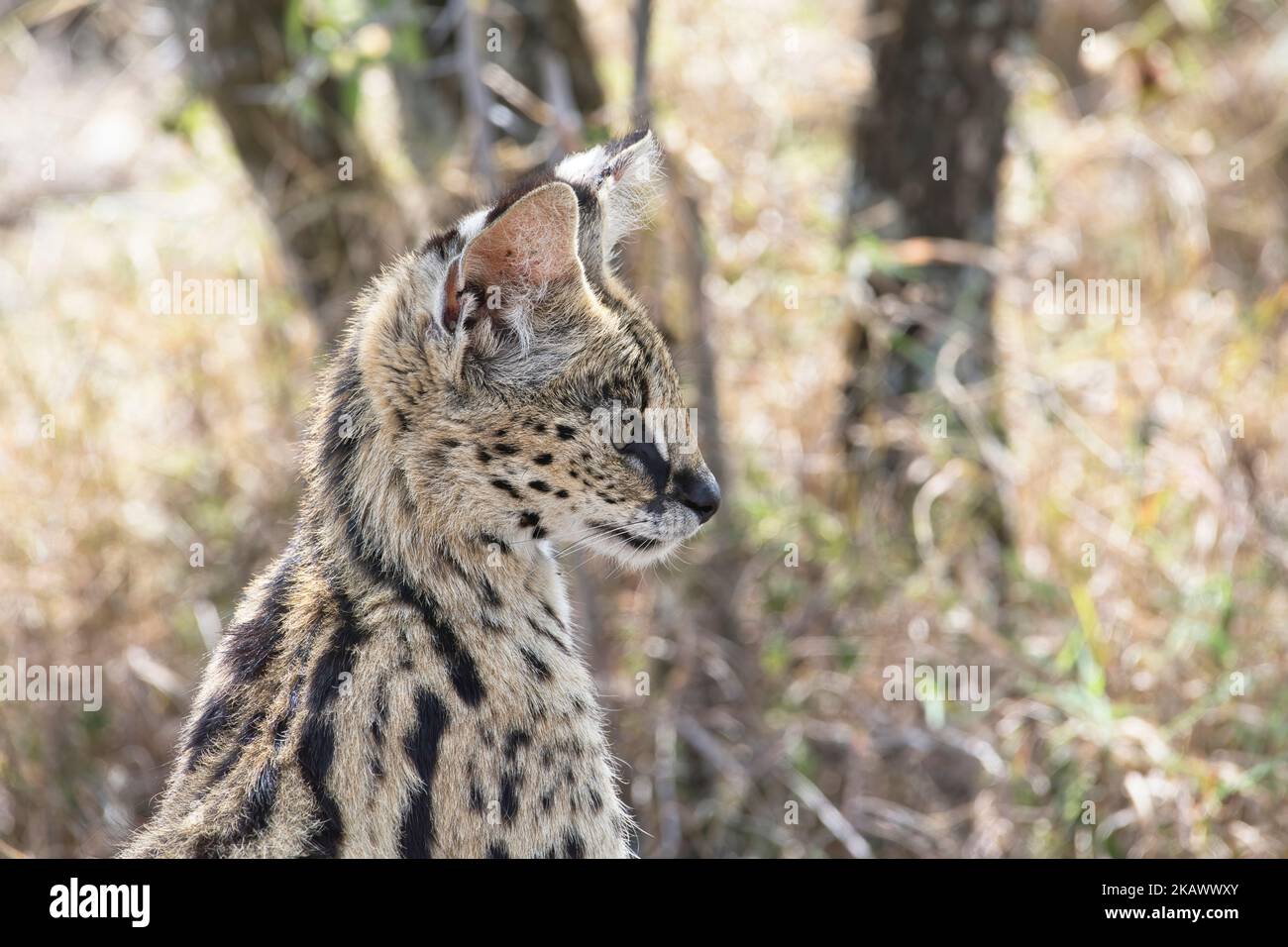 Gatto servale (Felis serval), ritratto, che mostra le orecchie grandi rispetto alla misura della testa Foto Stock