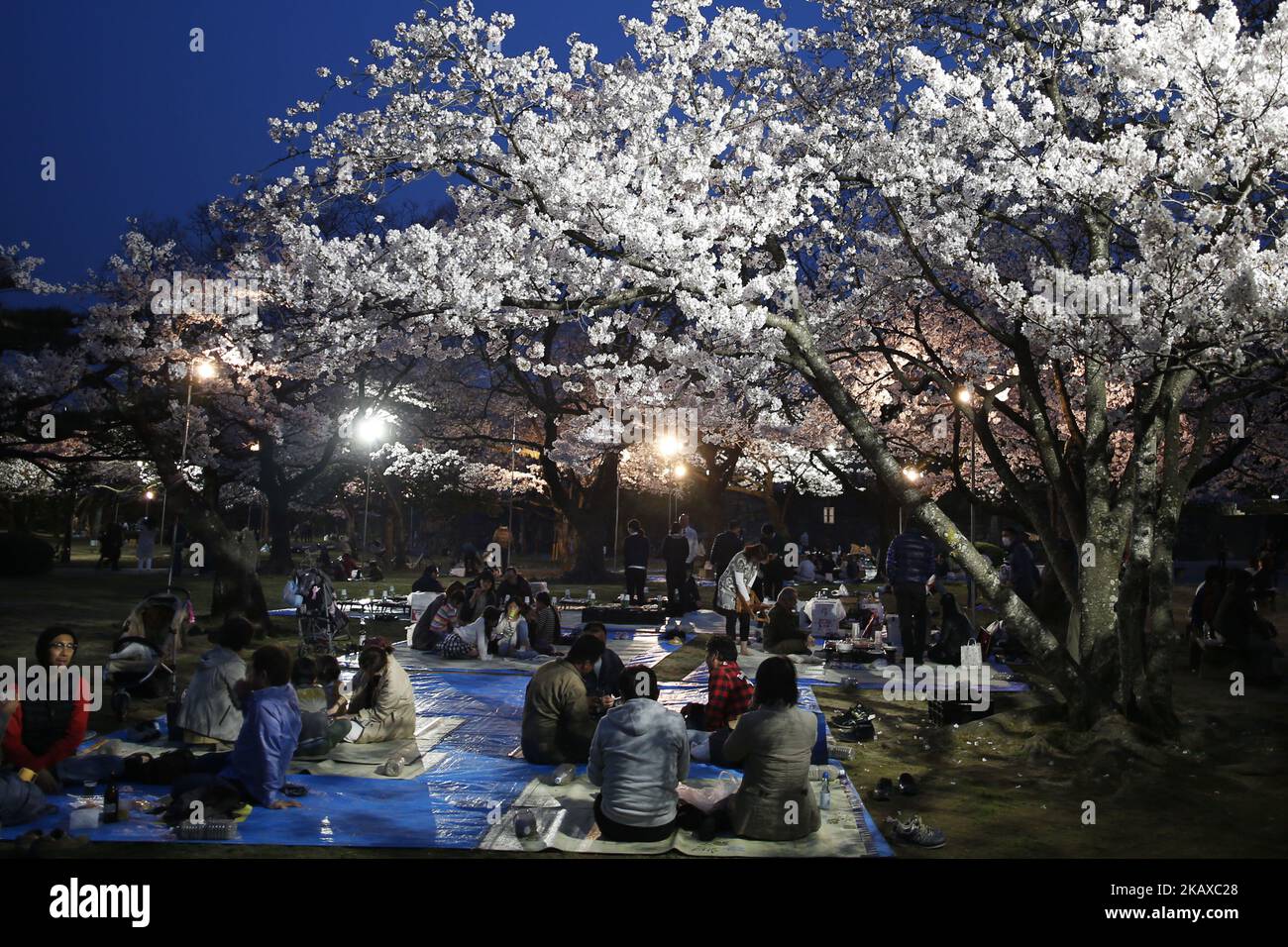 La fioritura dei ciliegi è raffigurata il 29 marzo 2018 a Tokyo, Giappone. I giapponesi hanno una lunga tradizione di godere della fioritura dei ciliegi. Durante la stagione della fioritura dei ciliegi, migliaia di persone si radunano in Giappone per praticare 'Hanami' (feste di osservazione dei fiori), la secolare tradizione di fare picnic sotto un albero Sakura in fiore. (Foto di Hitoshi Yamada/NurPhoto) Foto Stock