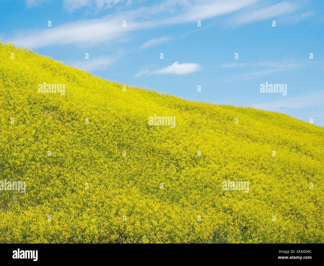 Collina coperta di melilot a coste Melilotus officinalis vicino Badlands National Park, Pennington County, South Dakota, USA, giugno 2019 Foto Stock