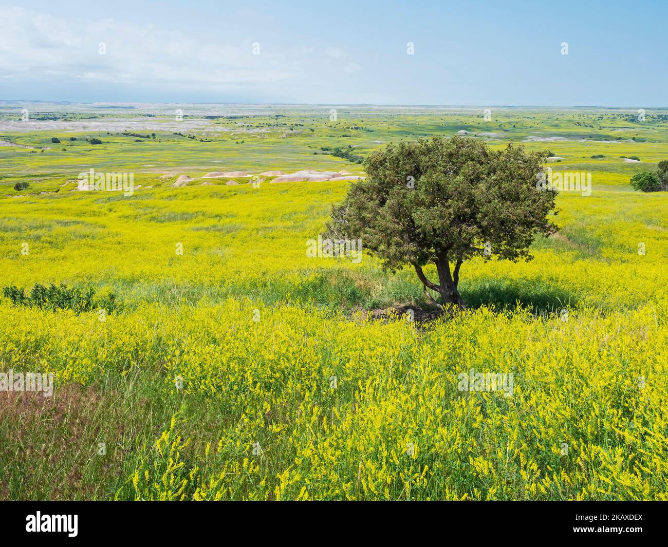 Colline ricoperte di melilot a coste Melilotus officinalis con ginepro e alberi di cottonwood, Badlands National Park, Pennington County, South Dakota, USA, Foto Stock