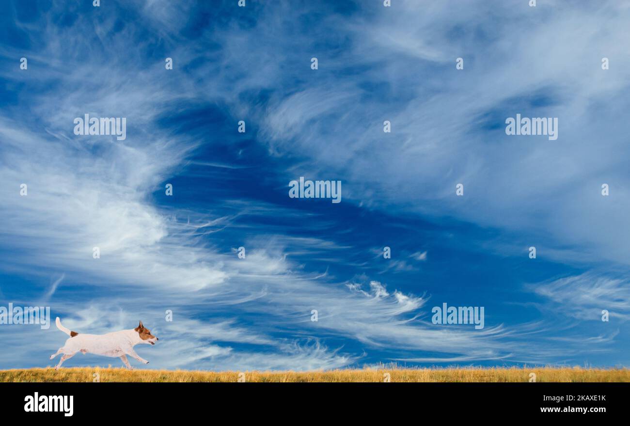 Bellissimo sfondo con cielo nuvoloso energetico e piccolo cane che corre in profilo Foto Stock