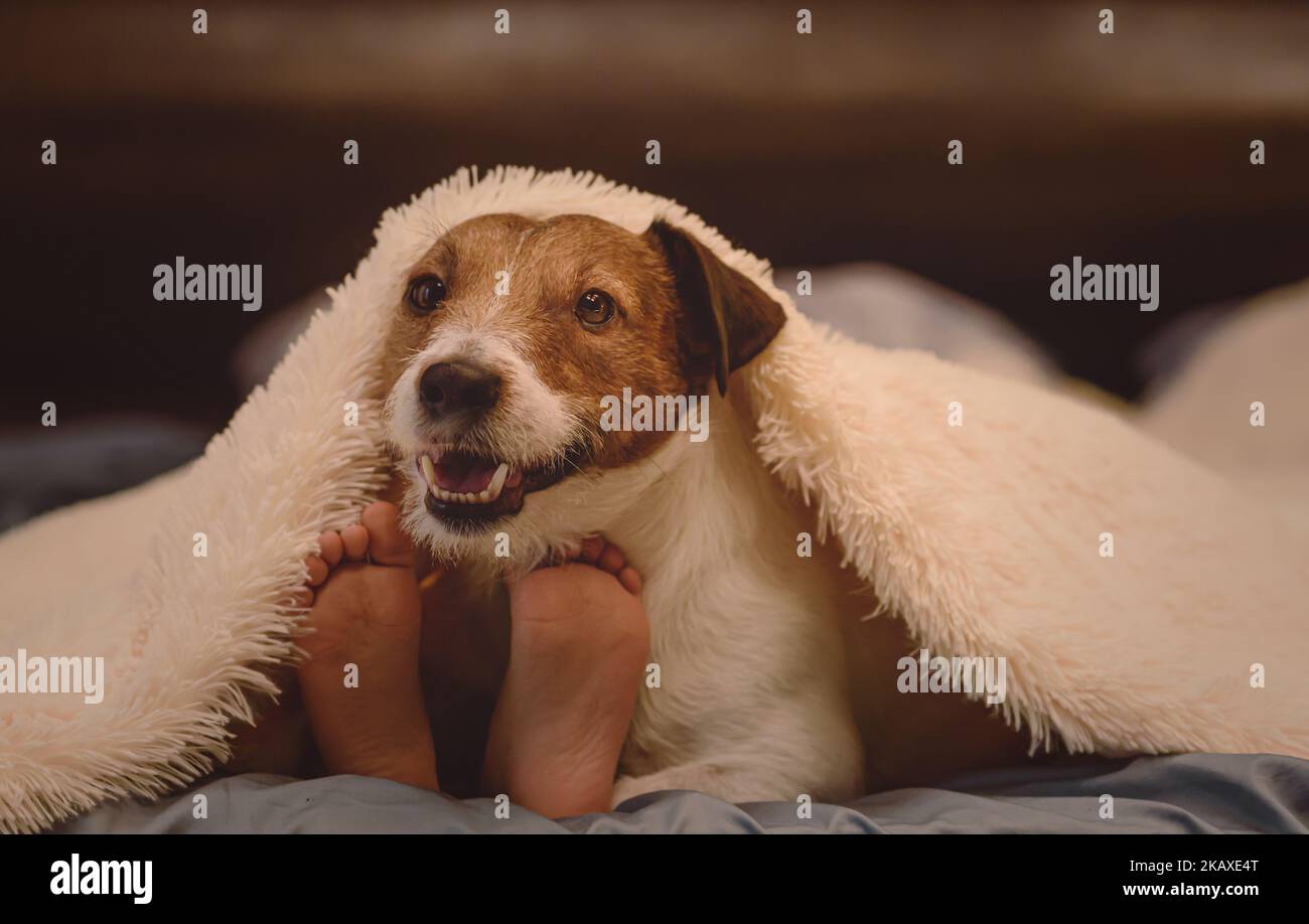 Accogliente scenario invernale. Buon cane e bambino sotto coperta calda la mattina di inverno Foto Stock