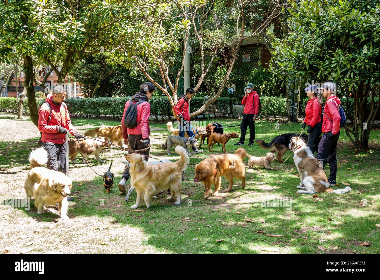 Bogota Colombia,El Chico Carrera 11,camminatori del cane camminatori cani a piedi animali domestici Golden Retriever Retrievers razze, uomo uomo uomo donna donna donna donna donna femmina, dipendente e Foto Stock