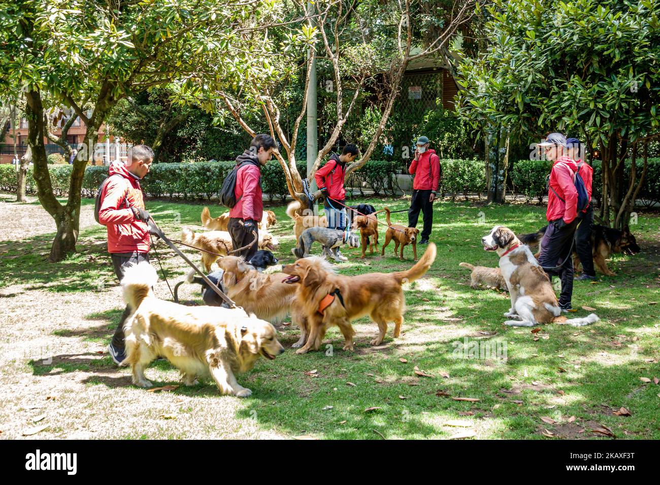 Bogota Colombia,El Chico Carrera 11,camminatori del cane camminatori cani a piedi animali domestici Golden Retriever Retrievers razze, uomo uomo uomo donna donna donna donna donna femmina, dipendente e Foto Stock