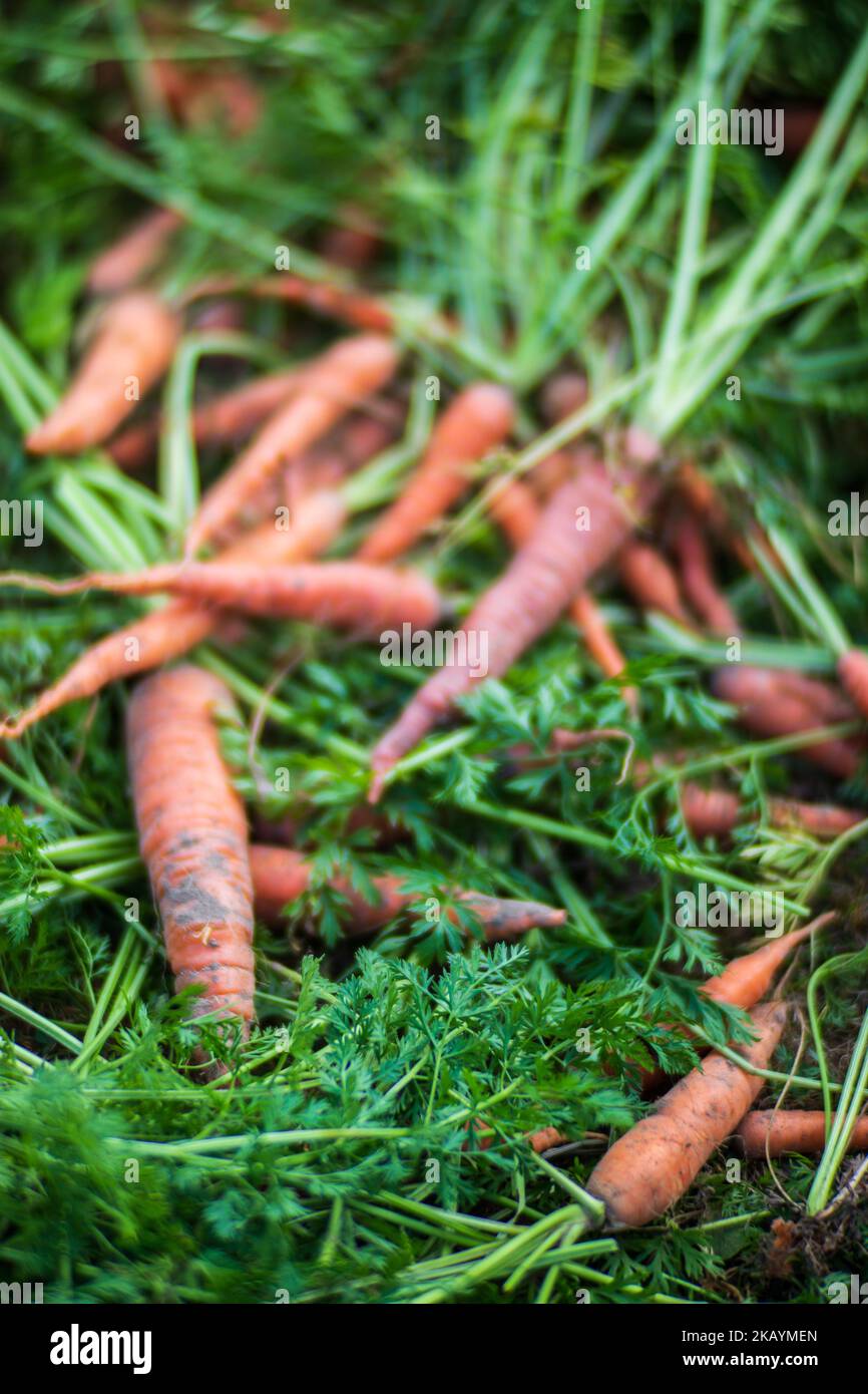 Raccolta di carote in giardino. Lavori di piantagione. Raccolta autunnale e concetto di cibo biologico sano primo piano con focus selettivo Foto Stock
