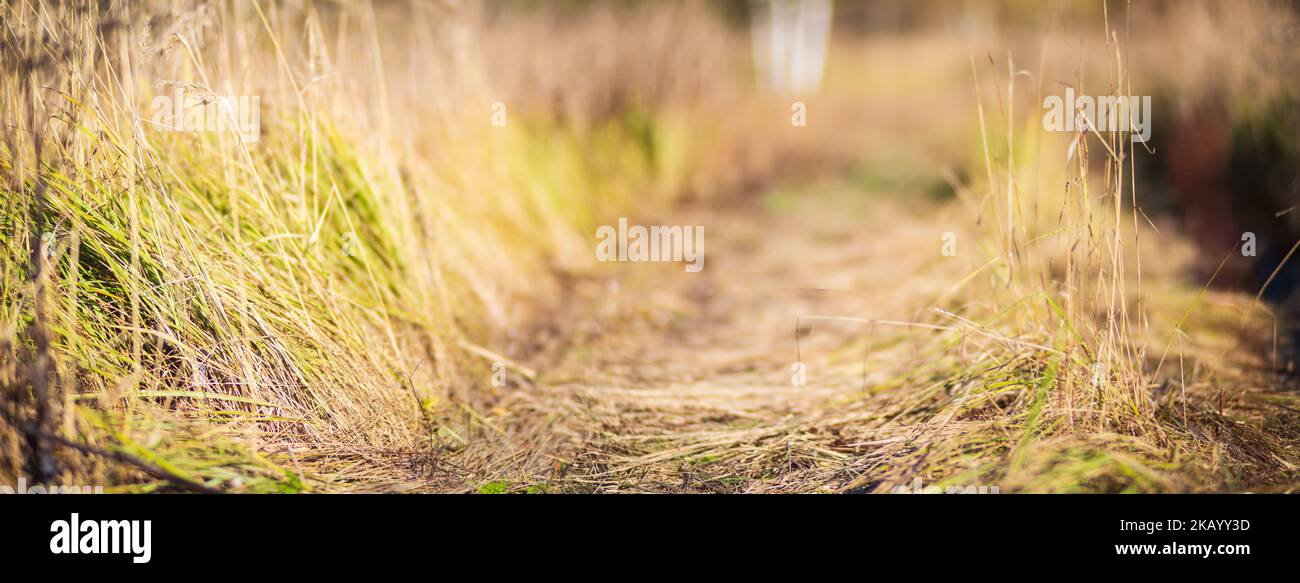 Vecchia erba secca lungo una strada di campagna in autunno. Bellissimo paesaggio rurale naturale con sfondo sfocato Foto Stock