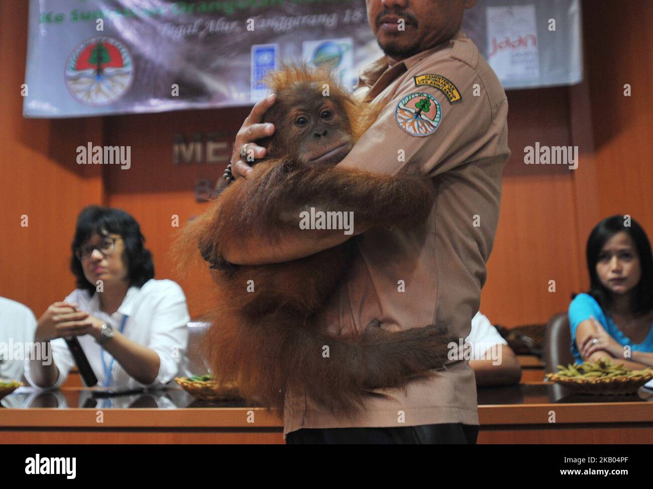 L'orangutante di Sumatran chiamato Otan è traslocato alla Lestari Ecosystem Foundation Sumatran Orangutan Conservation Program Otan, a Giacarta, Indonesia, il 18 luglio 2018. Otan fu confiscato da Polda Metro Jaya dai custodi illegali nell'aprile 2017. (Foto di Dasril Roszandi/NurPhoto) Foto Stock