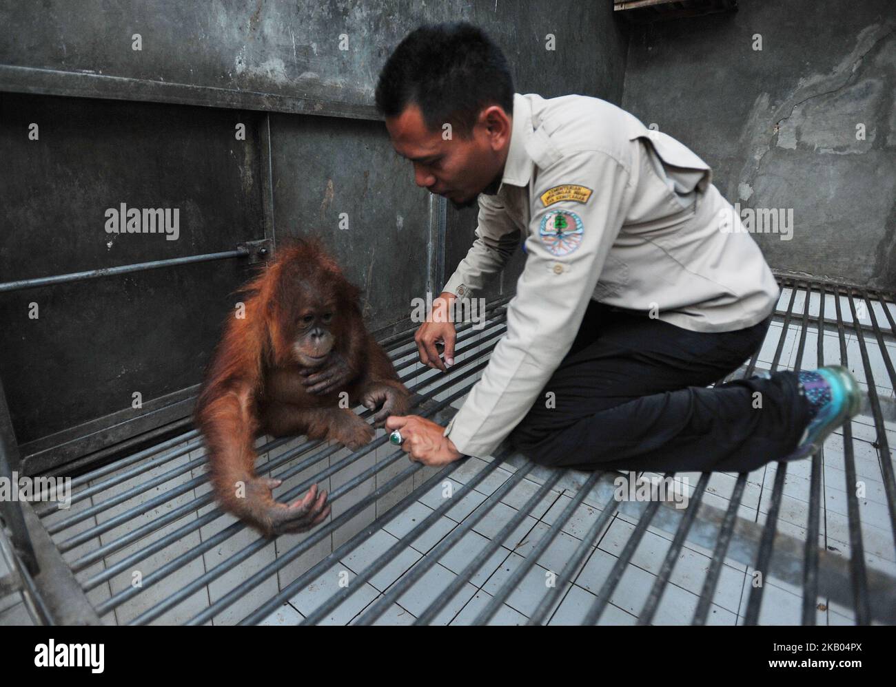 L'orangutante di Sumatran chiamato Otan è traslocato alla Lestari Ecosystem Foundation Sumatran Orangutan Conservation Program Otan, a Giacarta, Indonesia, il 18 luglio 2018. Otan fu confiscato da Polda Metro Jaya dai custodi illegali nell'aprile 2017. (Foto di Dasril Roszandi/NurPhoto) Foto Stock