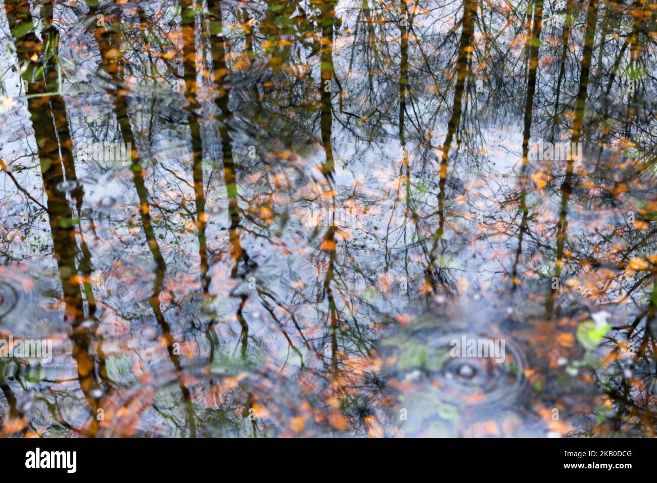 Riflessione della foresta autunnale in acqua al momento della pioggia Foto Stock