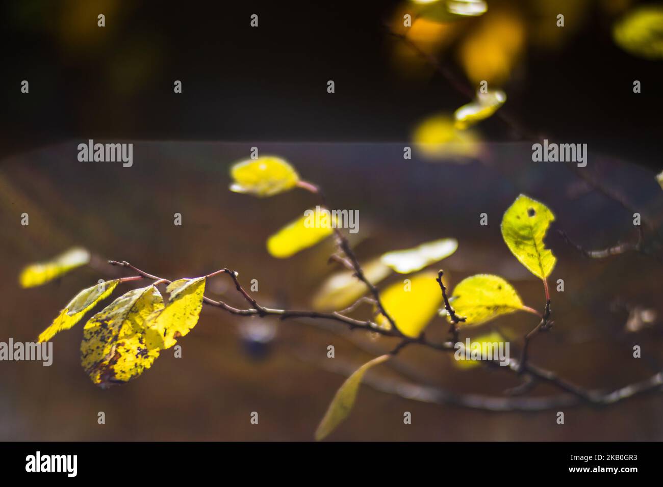 Ramo di albero con foglie autunnali colorate primo piano. Autunno sfondo. Bella naturale forte sfondo sfocato con copyspace Foto Stock