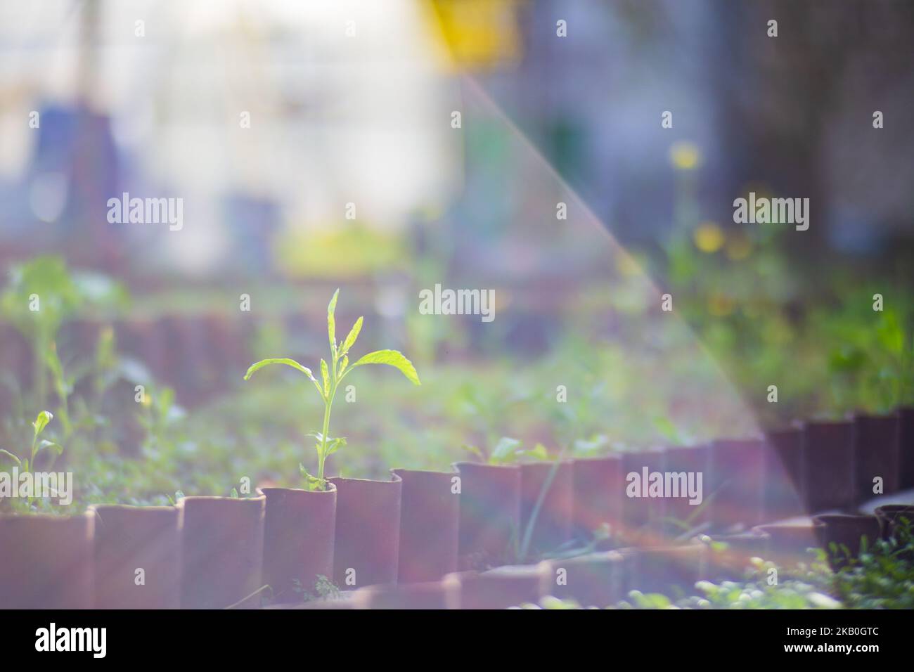 I raccolti piantati nel suolo si maturano sotto il sole. Terreno coltivato vicino con germoglio. Pianta agricola che cresce in fila di letto. Raccolto di cibo naturale verde Foto Stock