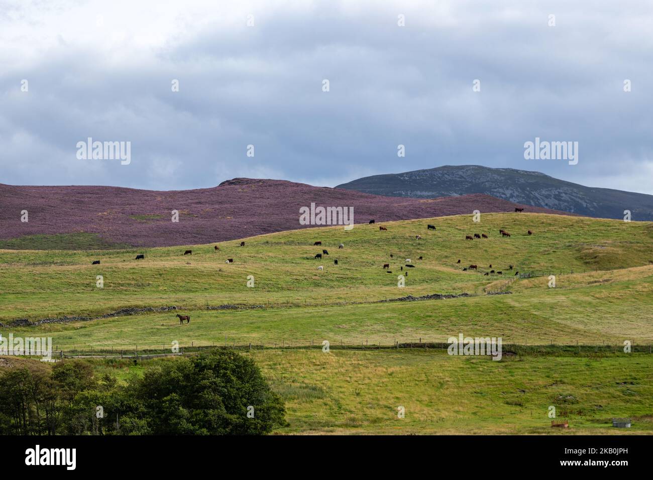 Catle vicino Badenoch, Highland, Scozia, Regno Unito, Highland, Scozia, Regno Unito Foto Stock