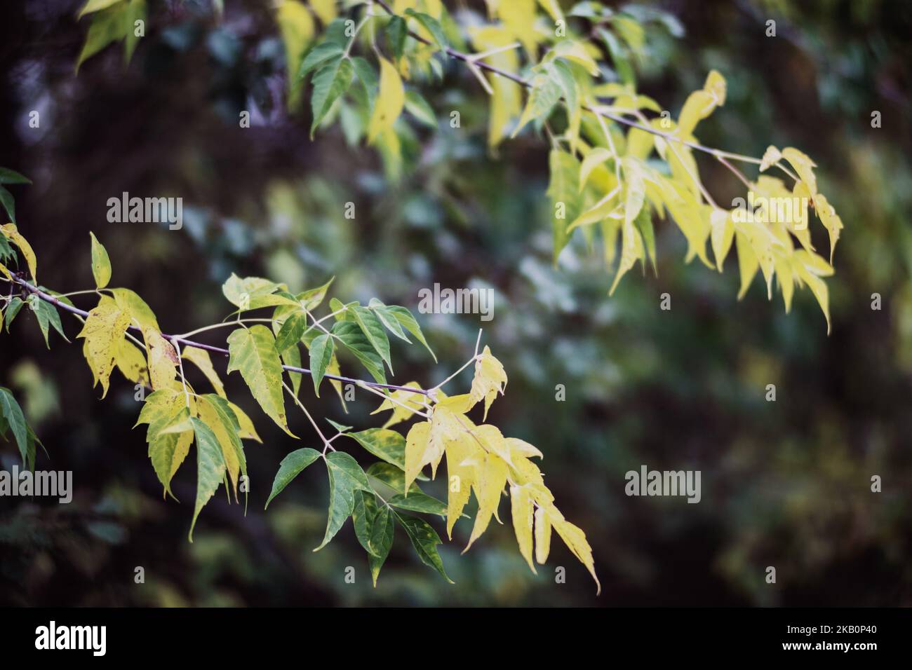 Ramo di albero con foglie autunnali colorate primo piano. Autunno sfondo. Bella naturale forte sfondo sfocato con copyspace Foto Stock