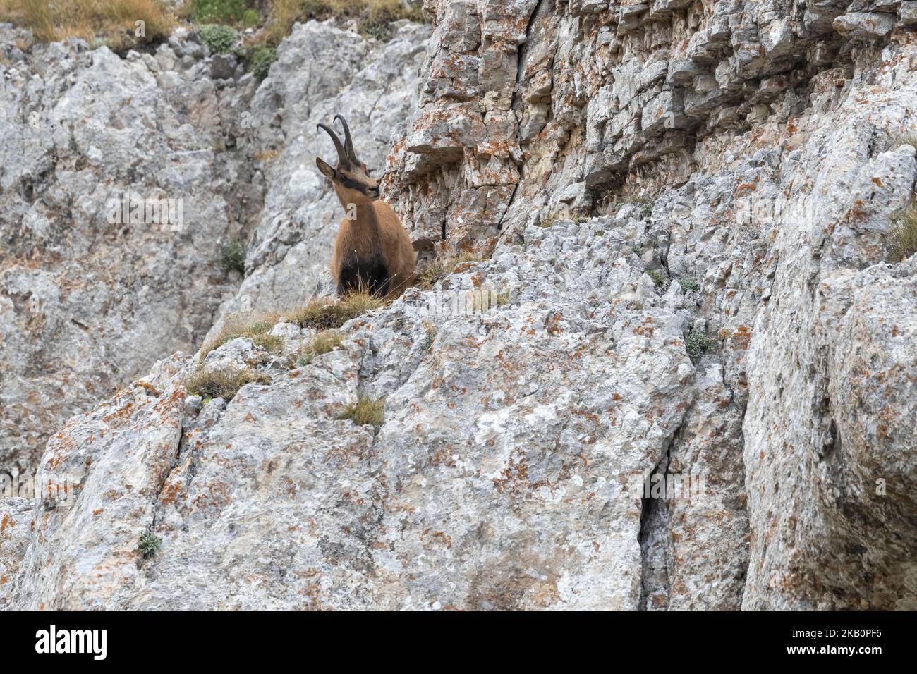 Camoscio appenninico nel Parco Nazionale del Gran Sasso, Abruzzo, Italia. Foto Stock