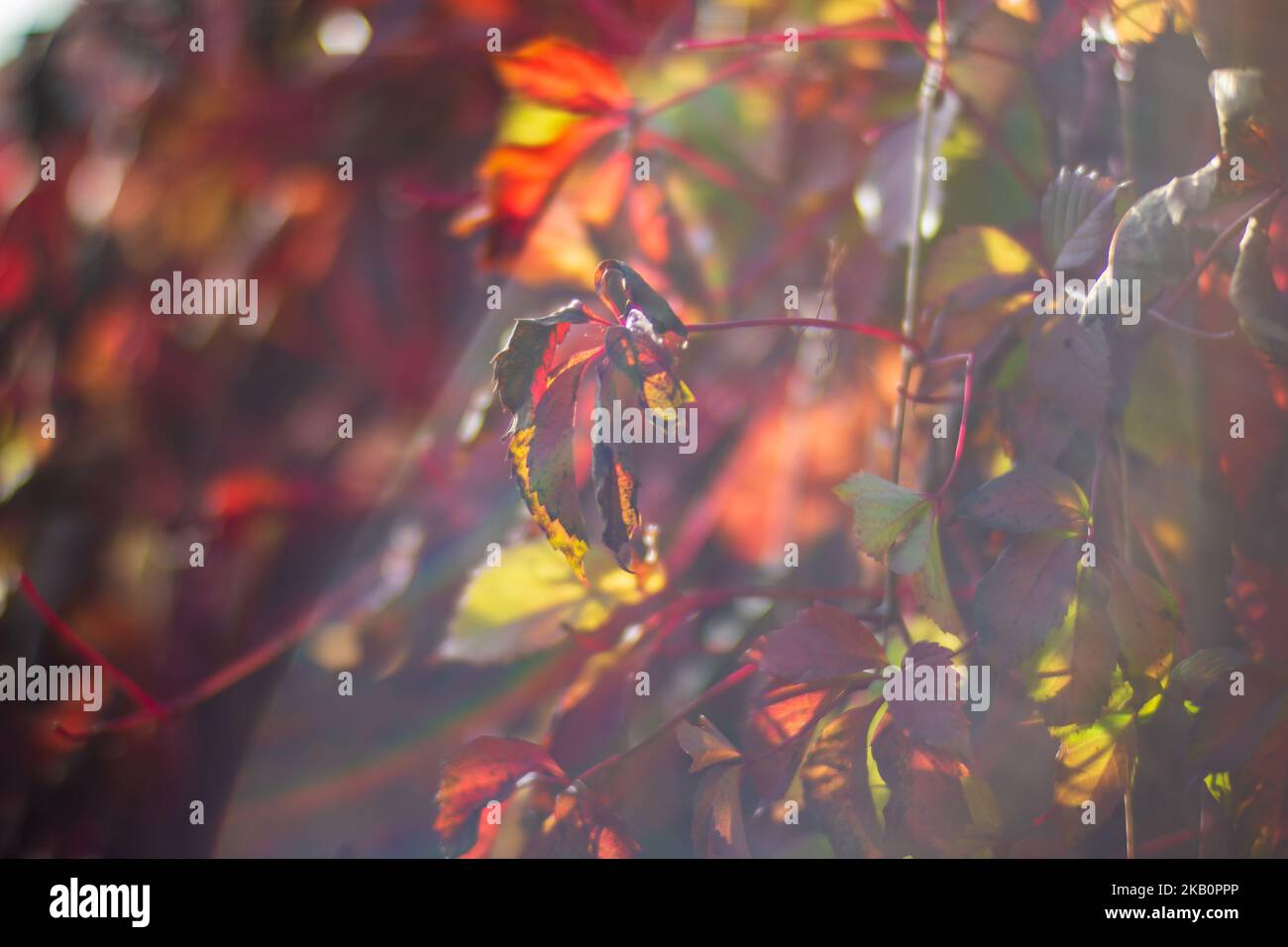 Ramo di albero con foglie autunnali colorate primo piano. Autunno sfondo. Bella naturale forte sfondo sfocato con copyspace Foto Stock