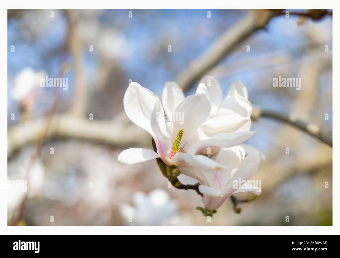 Magnolia stellata a volte chiamato stella Magnolia arbusto a crescita lenta piccolo albero nativo del Giappone bello fiore bianco rosa innevato popolare nel Regno Unito Foto Stock