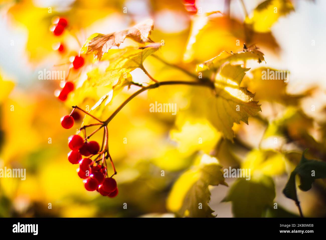 Ramo d'albero con colorate foglie autunnali e frutti rossi da vicino. Autunno sfondo. Bella naturale forte sfondo sfocato con copyspace Foto Stock