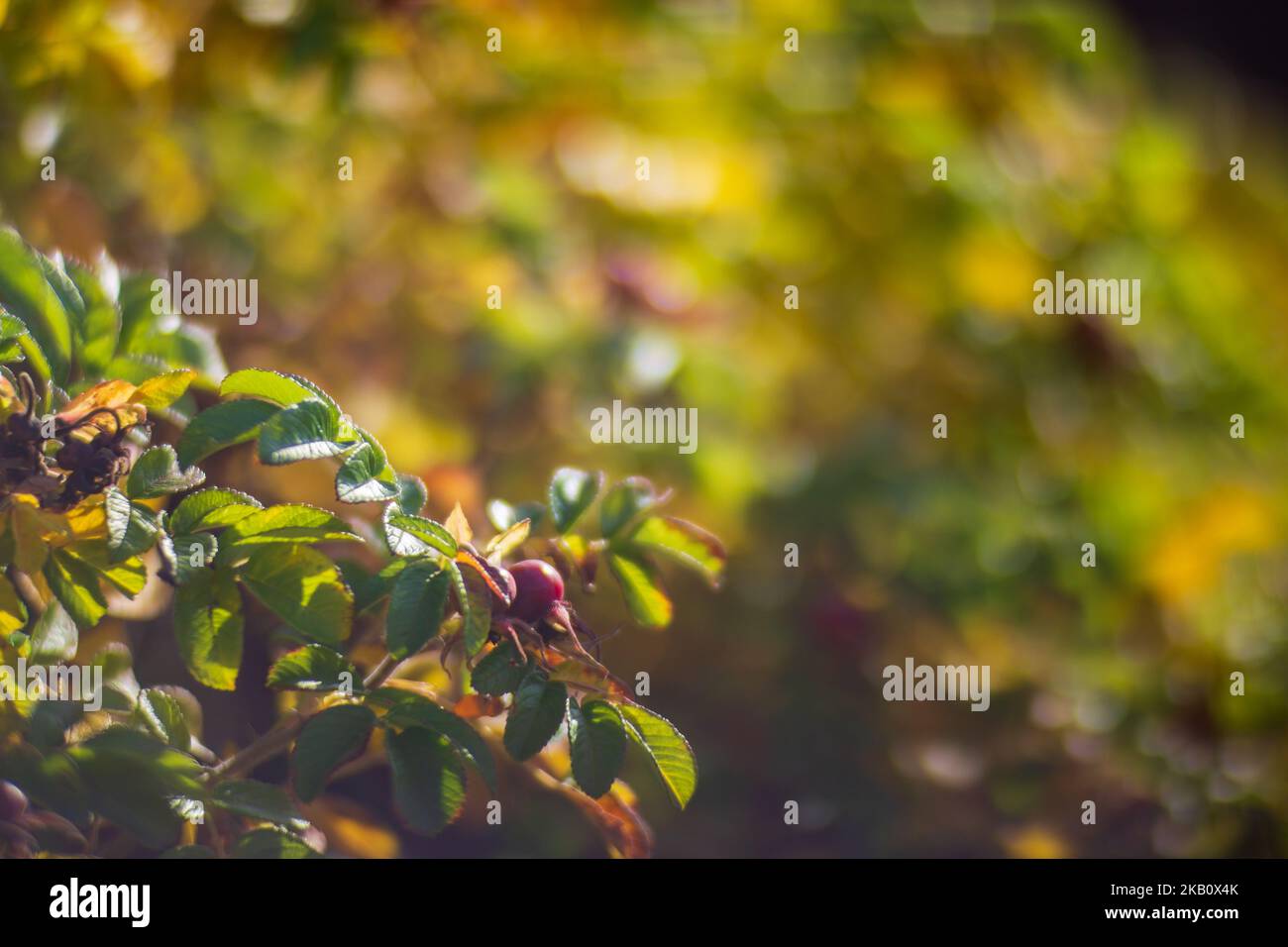 Ramo d'albero con colorate foglie autunnali e frutti rossi da vicino. Autunno sfondo. Bella naturale forte sfondo sfocato con copyspace Foto Stock