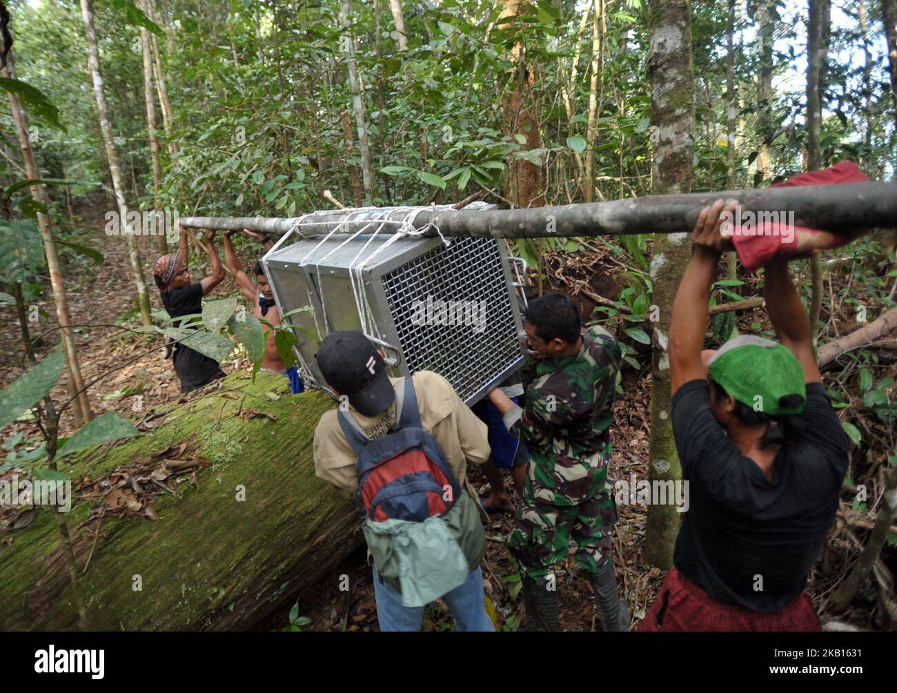 Insieme a residenti e parti correlate portare una gabbia contenente Orangutan nel Bukit Baka Bukit Raya Parco Nazionale il 12,2018 settembre. IAR (International Animal Rescue) insieme a BKSDA (Agenzia per la conservazione della natura Indonesia) Ketapang Regione 1 sezione conservazione e Bukit Baka Bukit Raya Parco Nazionale rilascio di 4 Orangutani conservazione. Quattro orangutani liberati sono stati vittime del commercio illegale di nome Ongki e mantenuti illegalmente da residenti di nome Rambo, Kepo, Ami loro orangutani adolescenti. Gli orangutani escono sugli alberi e salgono fino in cima al rilascio dell'orangutano nella foresta di Foto Stock