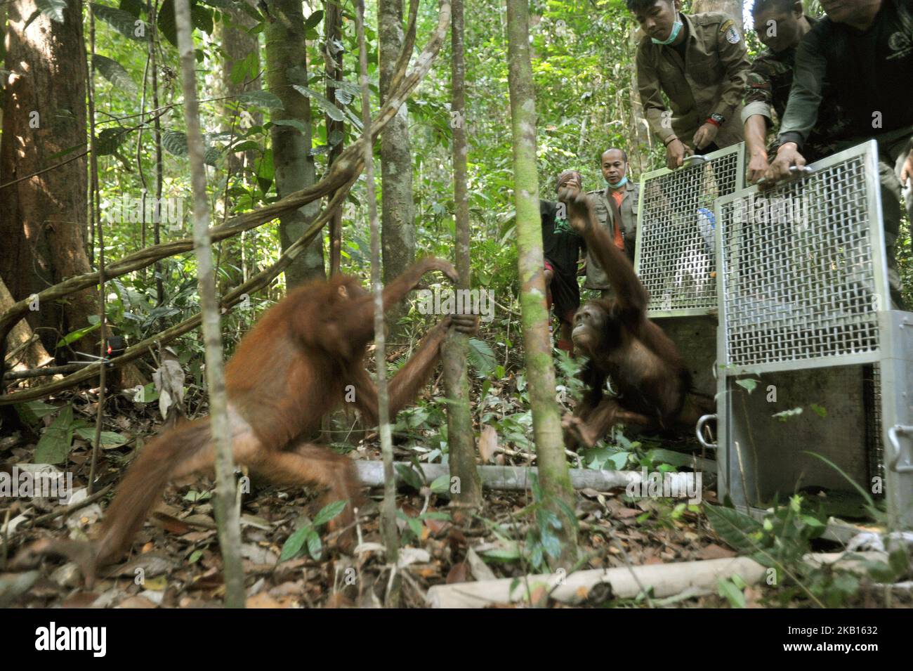 KALIMANTAN OCCIDENTALE, INDONESIA, SETTEMBRE - 17 : gli Orangutani escono sugli alberi e salgono fino in cima al rilascio di Orangutan nella foresta di Bukit Baka Bukit Raya Parco Nazionale, nel Kalimantan Occidentale, il 14 Settembre 2018. IAR (International Animal Rescue) insieme con BKSDA (Agenzia indonesiana per la conservazione della natura) Sezione di conservazione di Ketapang 1 Area e Bukit Baka Bukit Raya National Park release 4 conservazione Orangutani su diversi percorsi. I quattro orangutani liberati sono stati vittime del commercio illegale di nome Ongki e illegalmente gestiti da residenti di nome Rambo, Kepo, Ami, il loro orangu adolescente Foto Stock