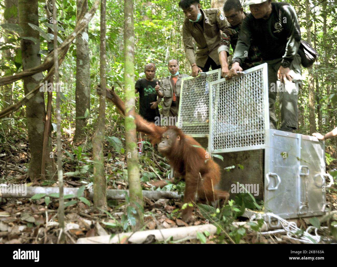 KALIMANTAN OCCIDENTALE, INDONESIA, SETTEMBRE - 17 : gli Orangutani escono sugli alberi e salgono fino in cima al rilascio di Orangutan nella foresta di Bukit Baka Bukit Raya Parco Nazionale, nel Kalimantan Occidentale, il 14 Settembre 2018. IAR (International Animal Rescue) insieme con BKSDA (Agenzia indonesiana per la conservazione della natura) Sezione di conservazione di Ketapang 1 Area e Bukit Baka Bukit Raya National Park release 4 conservazione Orangutani su diversi percorsi. I quattro orangutani liberati sono stati vittime del commercio illegale di nome Ongki e illegalmente gestiti da residenti di nome Rambo, Kepo, Ami, il loro orangu adolescente Foto Stock