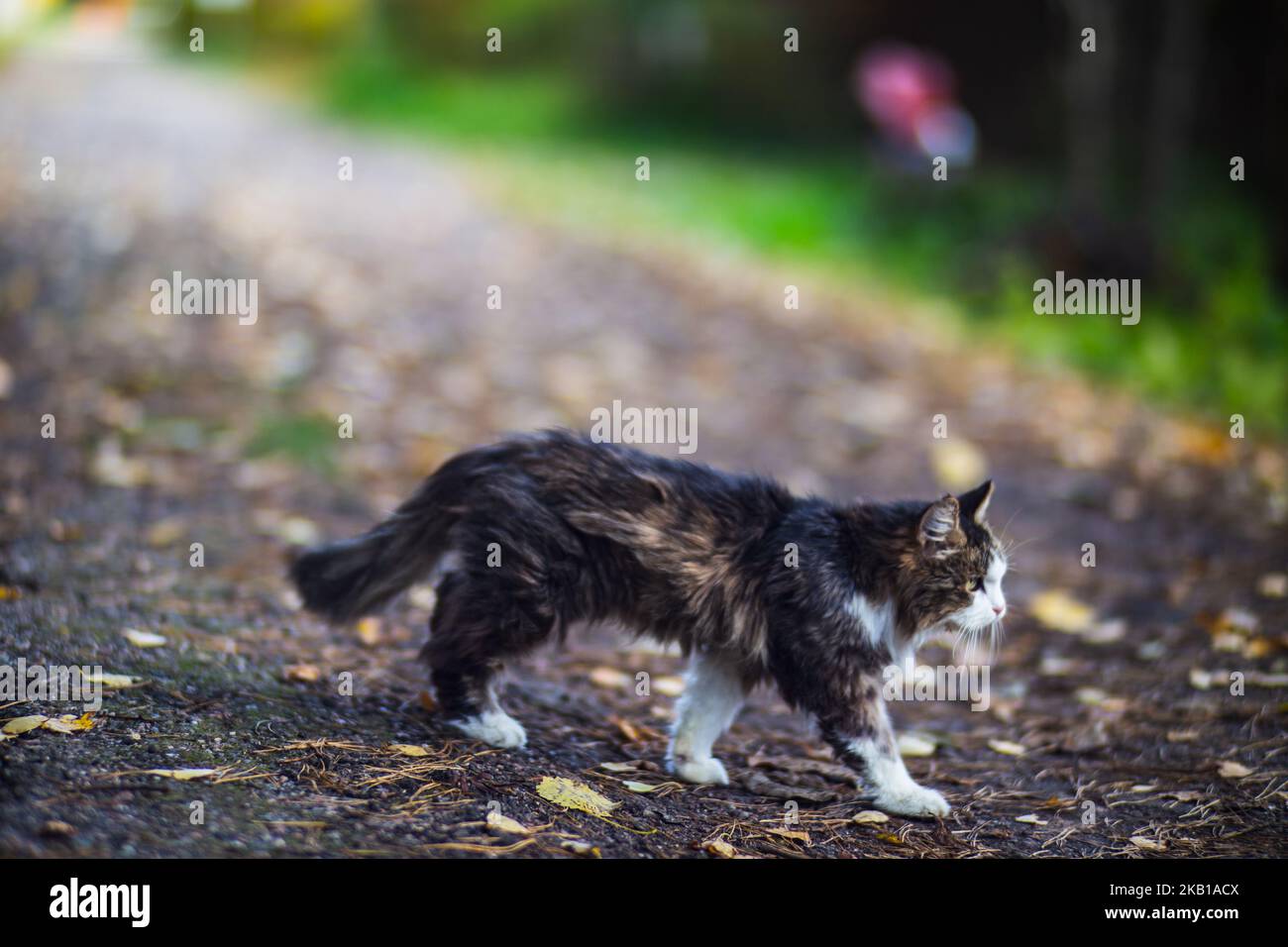 Un gatto cammina lungo una strada rurale nel villaggio in un giorno d'autunno Foto Stock