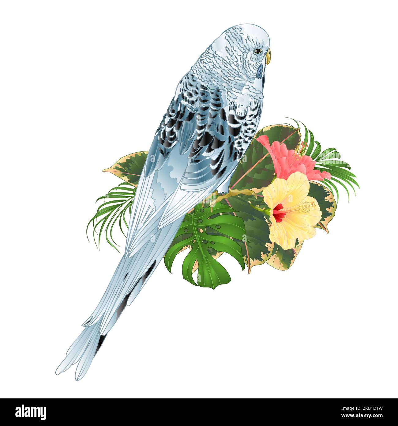 Budgerigar, parakeet animale blu o parakeet conchiglia o animale domestico budgie con philodendron e hibiscus rosa e giallo su uno sfondo bianco vintage vecto Illustrazione Vettoriale