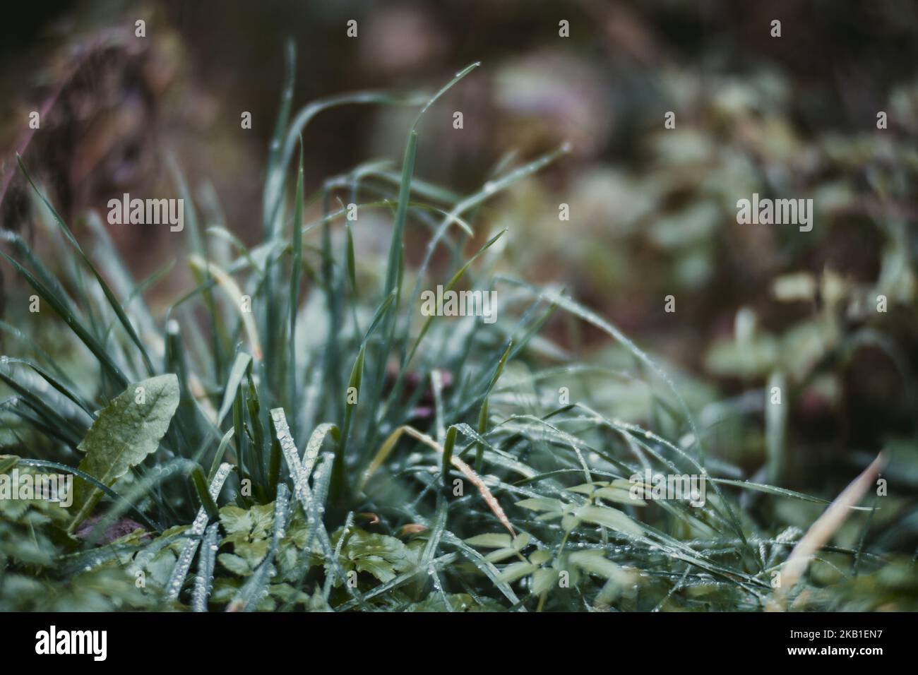 Erba verde fresca in giornata estiva soleggiata nel parco. Bellissimo paesaggio naturale di campagna con sfondo sfocato Foto Stock