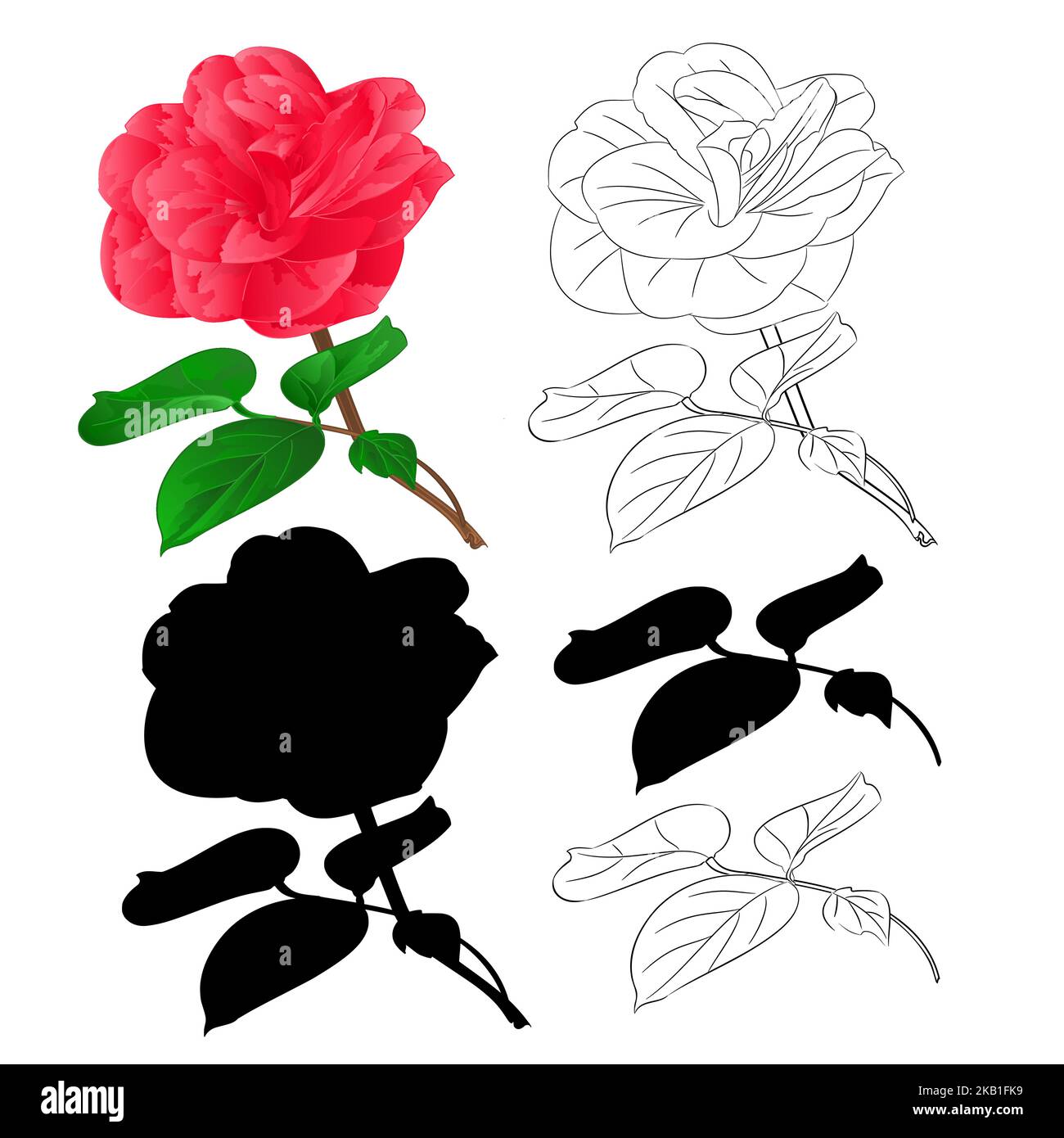 Fiore Camellia Japonica con germogli contorno naturale e silhouette vintage su sfondo bianco vettore botanico illustrazione editabile disegno a mano Illustrazione Vettoriale