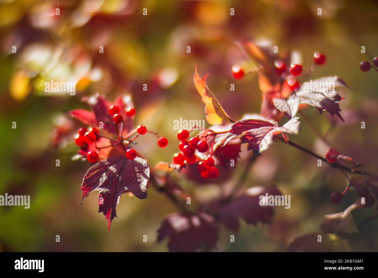 Ramo d'albero con colorate foglie autunnali e frutti rossi da vicino. Autunno sfondo. Bella naturale forte sfondo sfocato con copyspace Foto Stock