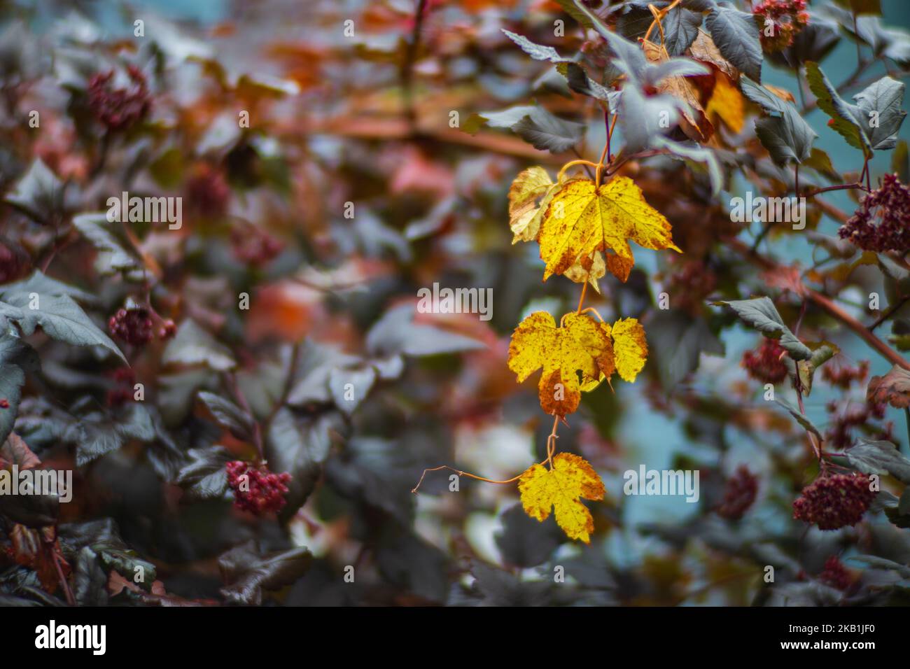 Ramo di albero con foglie autunnali colorate primo piano. Autunno sfondo. Bella naturale forte sfondo sfocato con copyspace Foto Stock