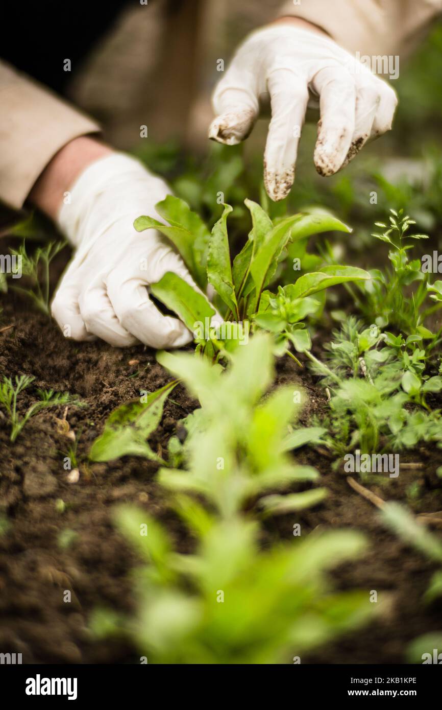 La mano di una donna rimuove le erbacce. Controllo delle erbacce e degli infestanti in giardino. Terreno coltivato in primo piano. Pianta agricola che cresce nel giardino Foto Stock