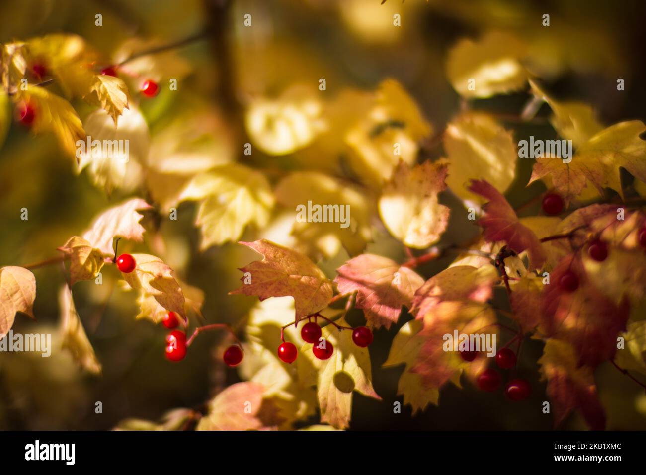 Ramo d'albero con colorate foglie autunnali e frutti rossi da vicino. Autunno sfondo. Bella naturale forte sfondo sfocato con copyspace Foto Stock