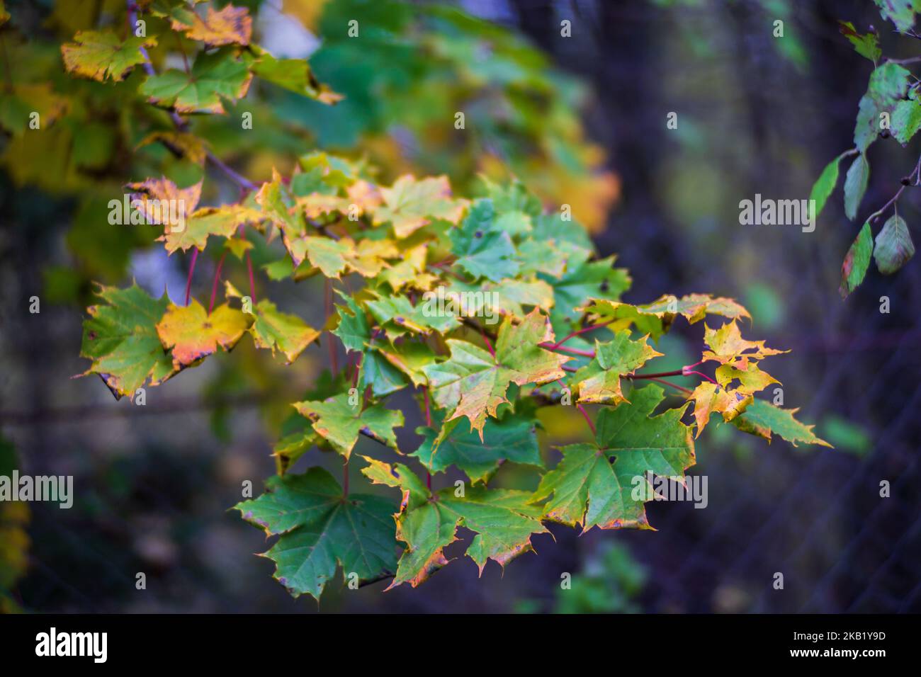 Ramo di albero con foglie autunnali colorate primo piano. Autunno sfondo. Bella naturale forte sfondo sfocato con copyspace Foto Stock