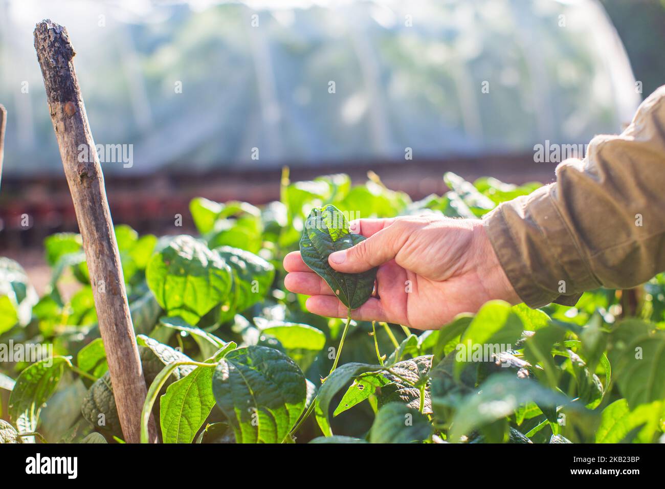 La mano dell'agricoltore tocca i raccolti agricoli da vicino. Vegetali crescenti nel giardino. Cura e manutenzione del raccolto. Prodotti ecologici Foto Stock