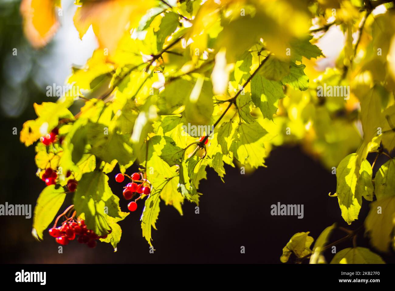 Ramo d'albero con colorate foglie autunnali e frutti rossi da vicino. Autunno sfondo. Bella naturale forte sfondo sfocato con copyspace Foto Stock