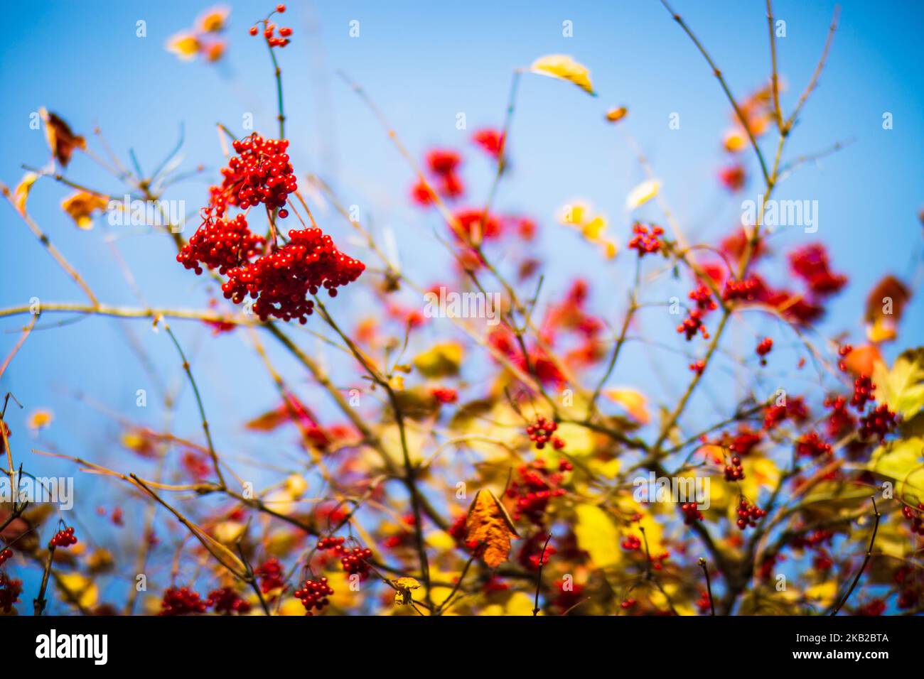 Ramo d'albero con colorate foglie autunnali e frutti rossi da vicino. Autunno sfondo. Bella naturale forte sfondo sfocato con copyspace Foto Stock