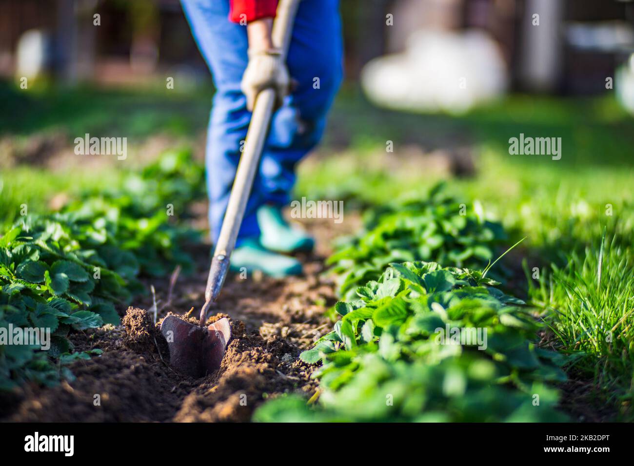 Coltivatore che coltiva terra nel giardino con attrezzi manuali. Allentamento del suolo. Concetto di giardinaggio. Lavoro agricolo sulla piantagione Foto Stock